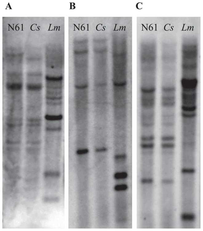 Fig. 5