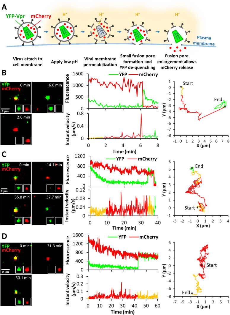 Fig 6