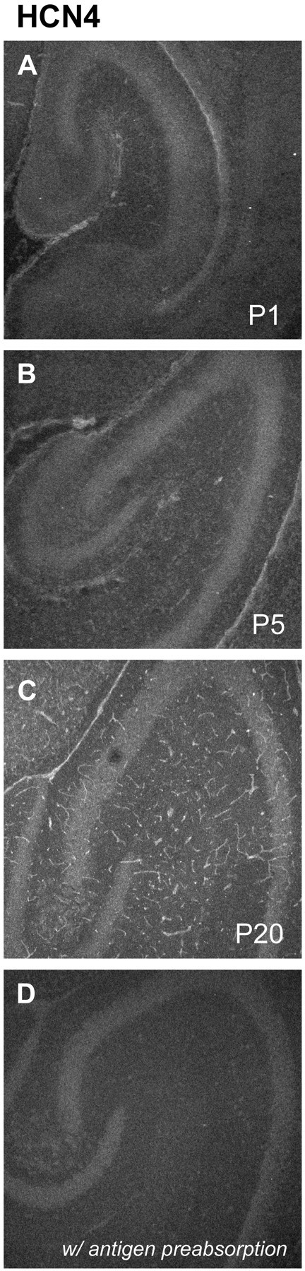 Fig. 11.