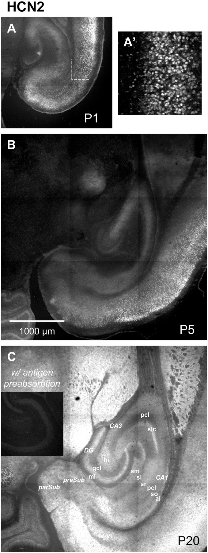 Fig. 10.