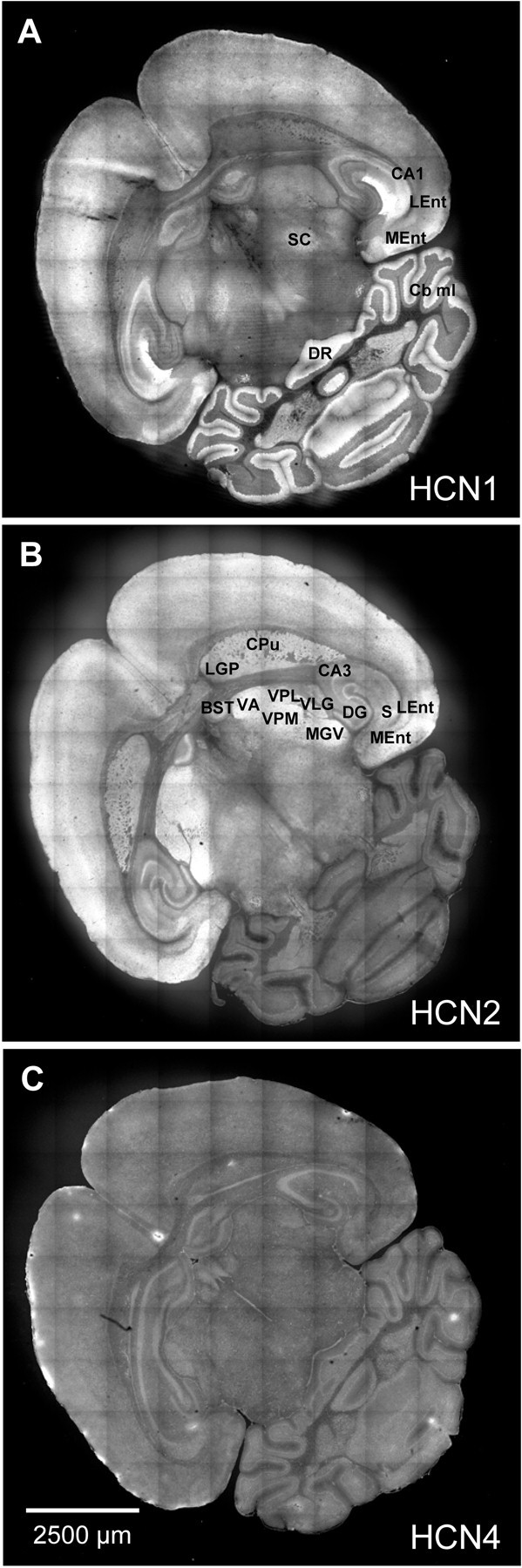 Fig. 8.