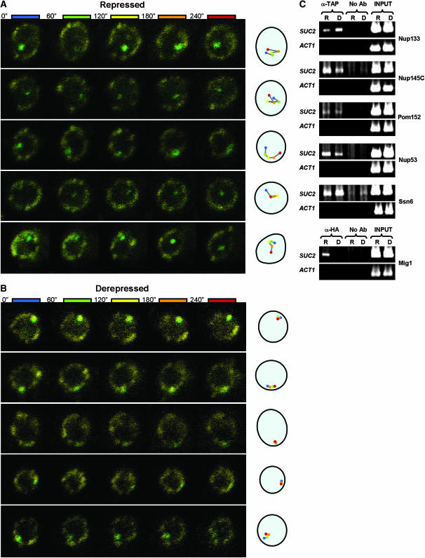 Figure 3.—