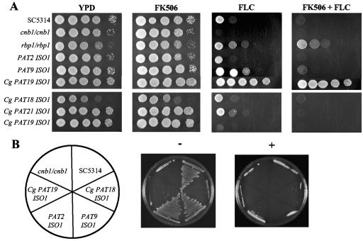 FIG. 1.