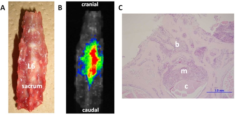 Fig. (3)