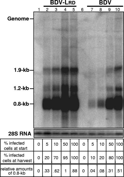 FIG. 7.