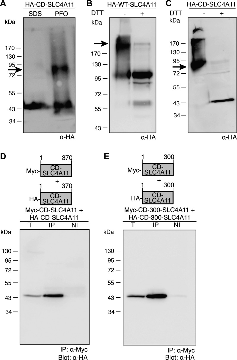 Fig. 9.