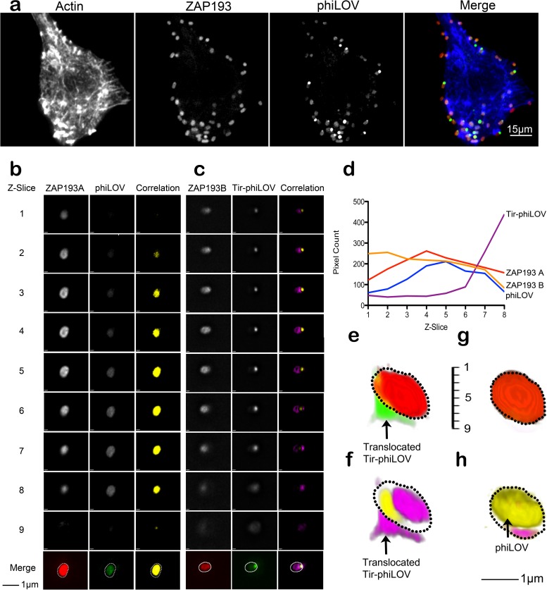 FIG 3