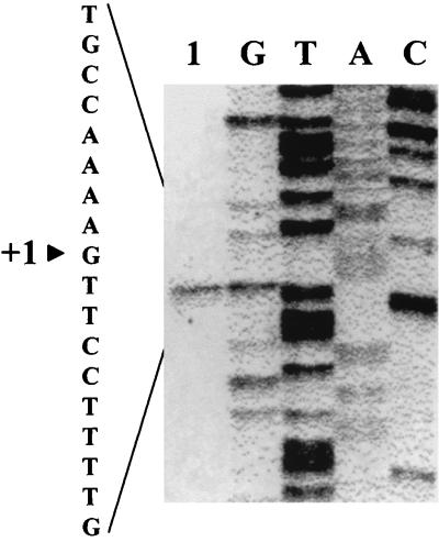 FIG. 1