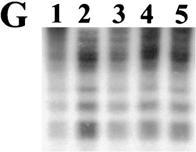 FIG. 11