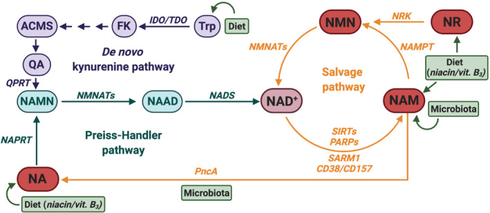 FIGURE 2