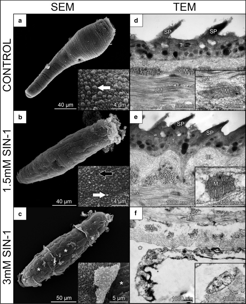 Fig. 6