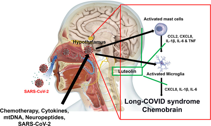 FIGURE 1