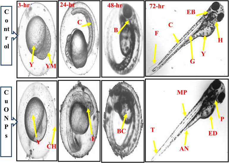 Fig. 10