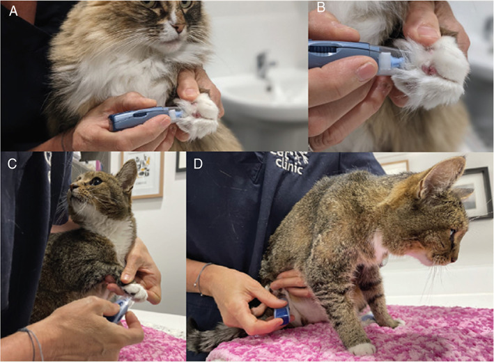 Feline immunodeficiency virus (FIV) infection in domestic pet cats in ...