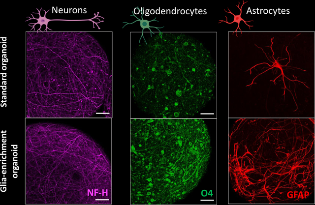 graphic file with name nihms-1952741-f0007.jpg