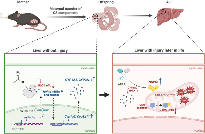 graphic file with name FCELL_fcell-2024-1393618_wc_abs.jpg