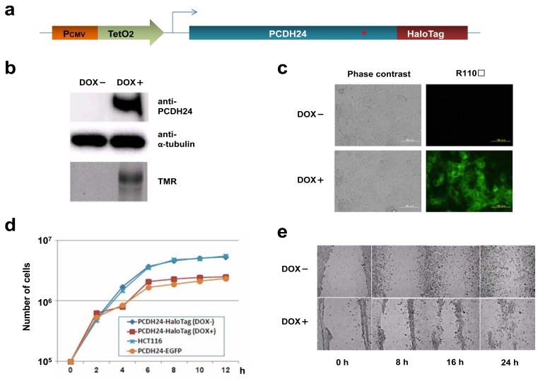 Fig. (1). PCDH24 induces morphological changes and affects cell saturation density in HCT116 cells