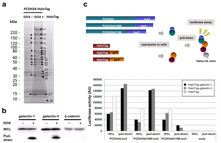 Fig. (2). Pull-down analysis for PCDH24-interacting proteins