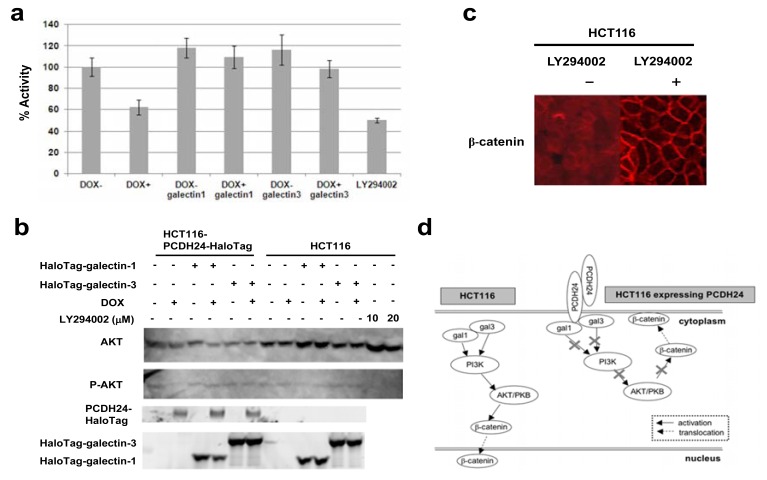 Fig. (4). Expression of PCDH24 inhibits PI3K activity in HCT116-PCDH24-HaloTag cells and the over-expression of galectin-1 and -3 prevents this inhibition