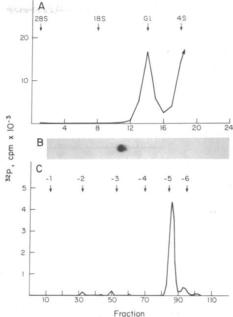 graphic file with name pnas00004-0101-a.jpg