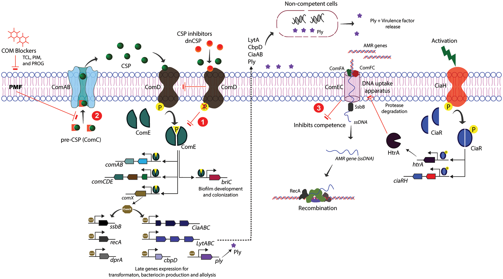 Figure 1: