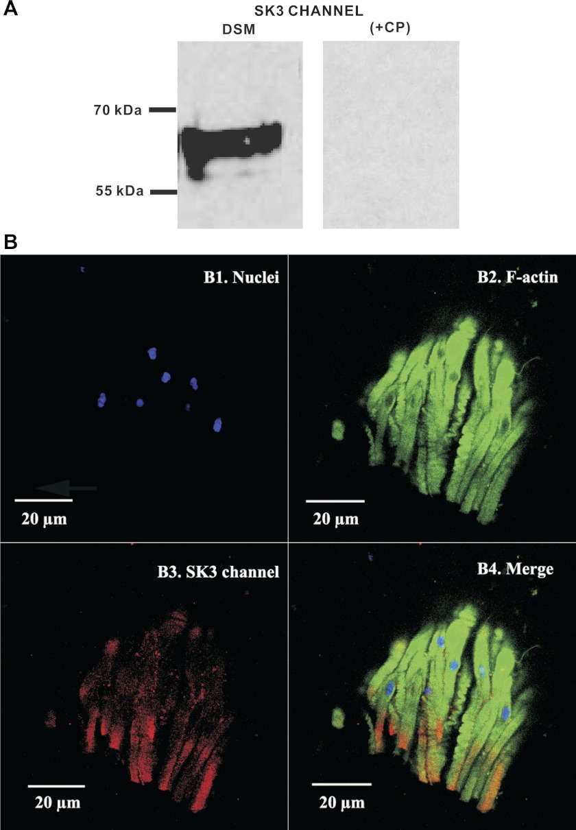 Fig. 3.