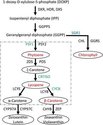 Fig. 1