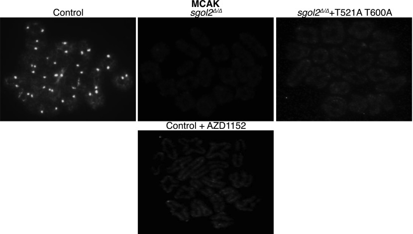 Figure 5—figure supplement 1.