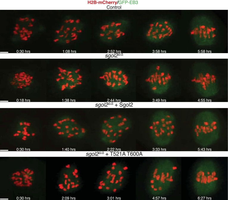 Figure 6—figure supplement 1.