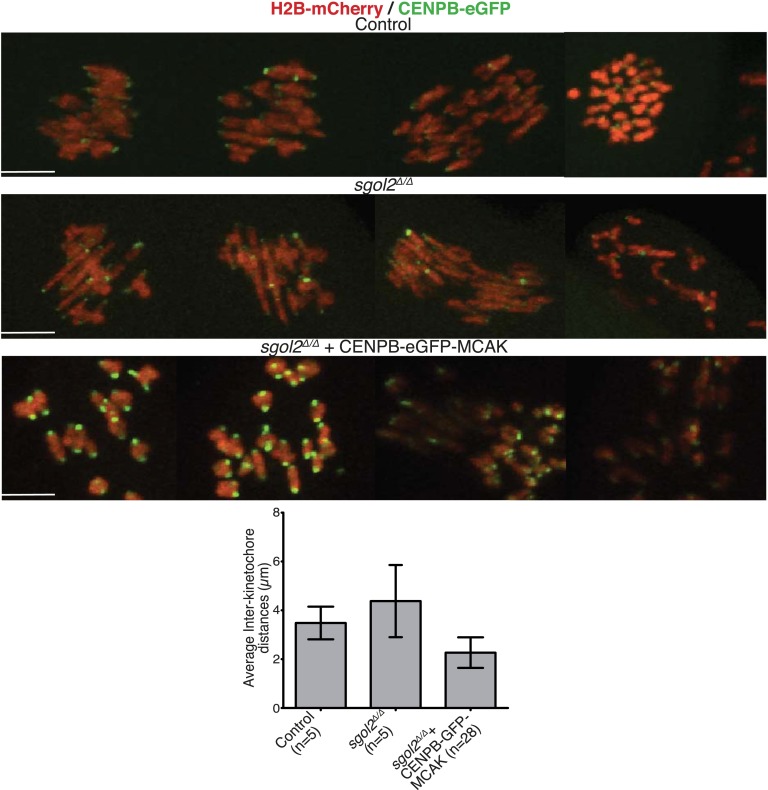 Figure 5—figure supplement 2.