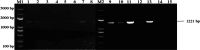 Fig. 28