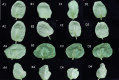 Fig. 24