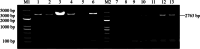 Fig. 30