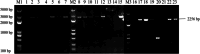 Fig. 29