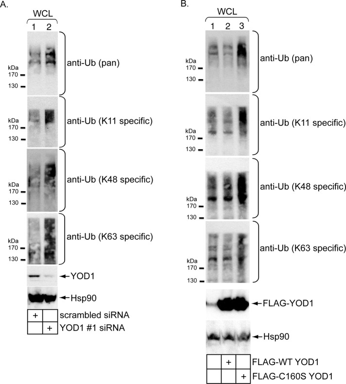 FIGURE 5: