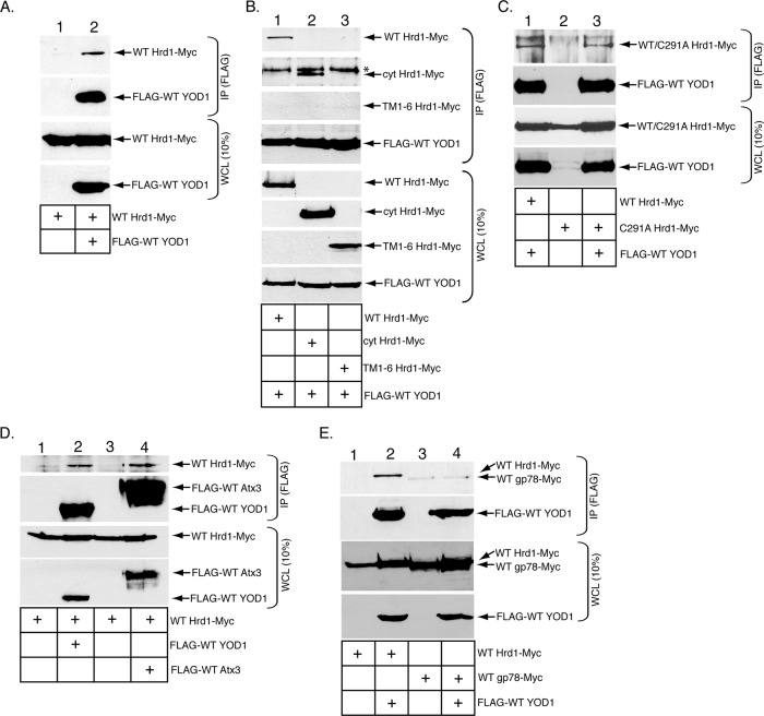 FIGURE 1: