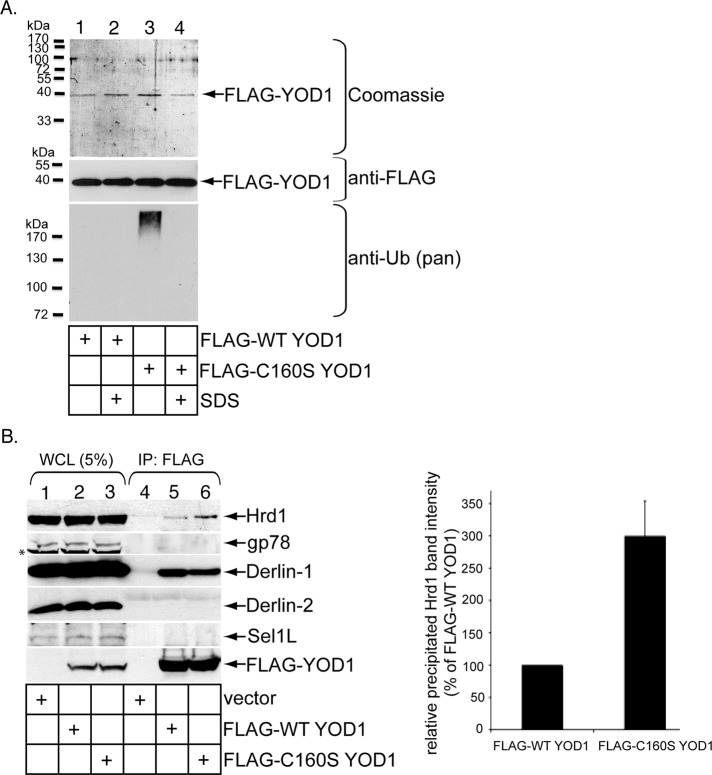 FIGURE 6: