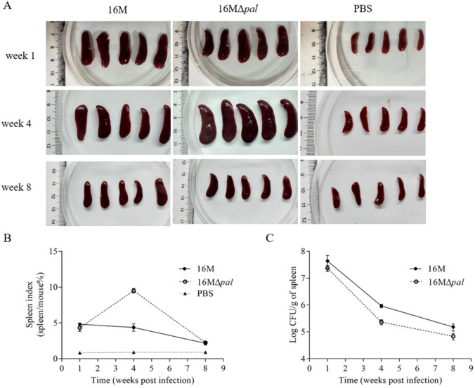 Fig. 3