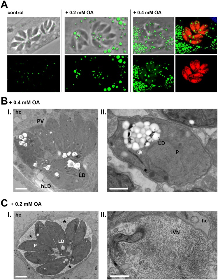 Fig 10