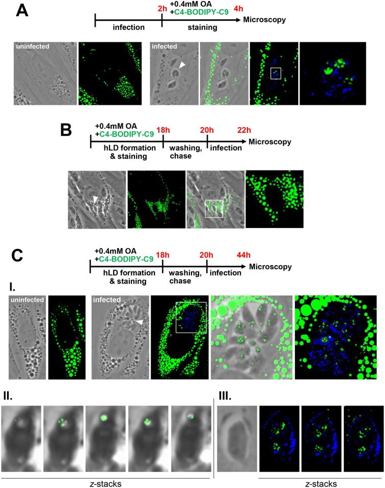 Fig 4