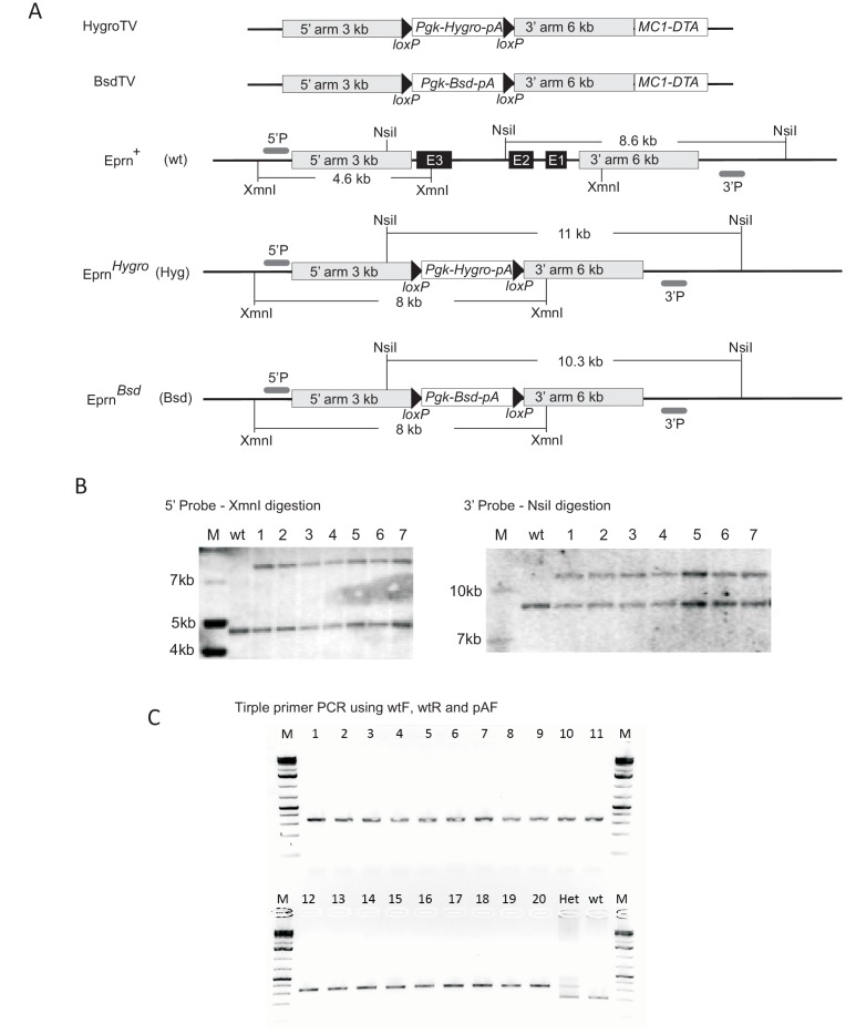 Figure 2—figure supplement 1.