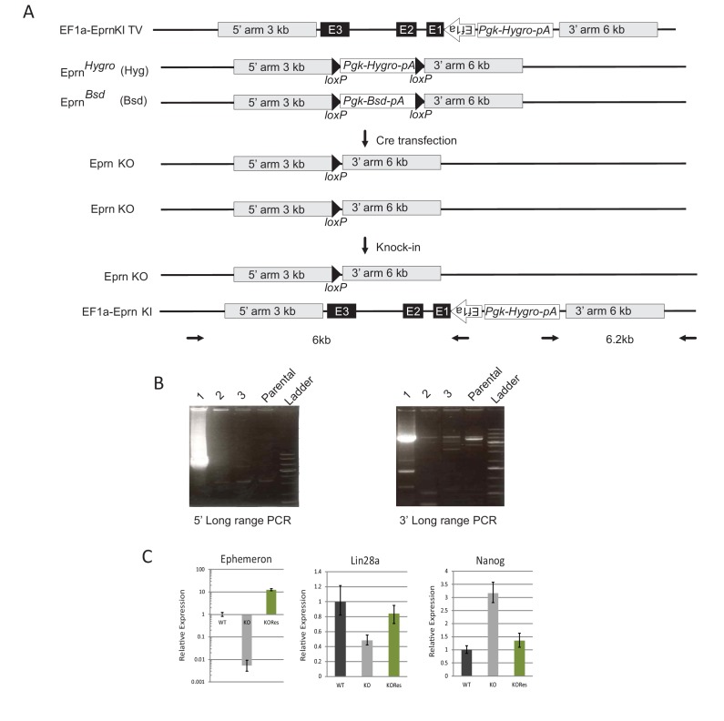 Figure 2—figure supplement 3.