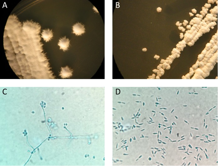 FIG 2