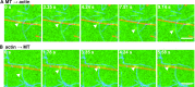 Fig. S11.