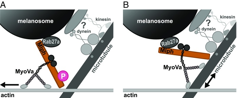 Fig. 9.