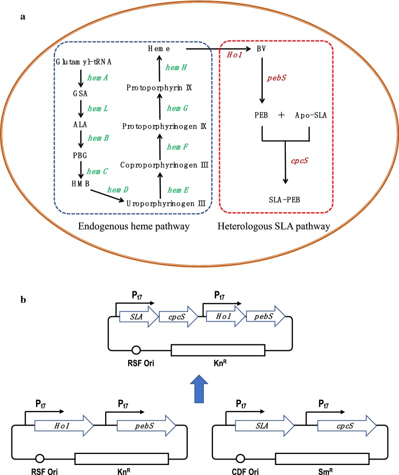 Fig. 1