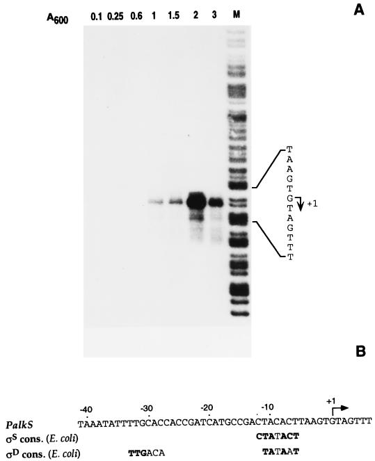 FIG. 1