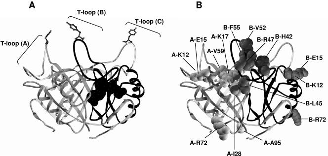 FIG. 1.