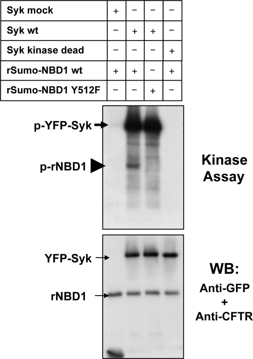 Fig. 12.