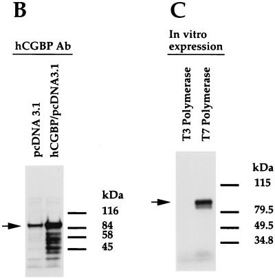 FIG. 7